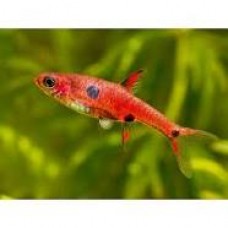 Rasbora Maculata 1cm