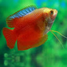 Blood Red Dwarf Gourami-4cm