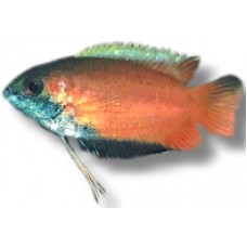 Red Robin Gourami 3-4cm