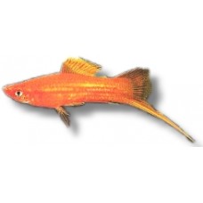 Red  Velvet Wag Swordtail 4cm