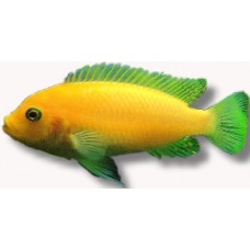 Red Zebra Cichlid 6-7cm