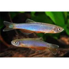 Rosia Danio 5-6cm