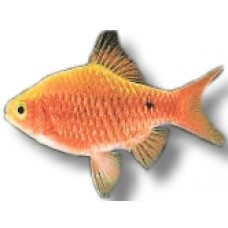 Golden Rosy Barb 4-5cm