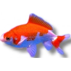 Sarasa Comet Goldfish 8-10cm