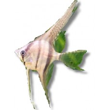 Silver Angelfish 3-4cm