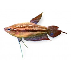 Sparkling Gourami 1-1.5cm