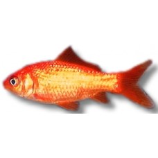 Red Comet Goldfish 12-15cm