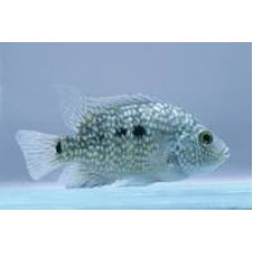 Green Texas Cichlid-5-6cm