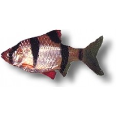 Tiger Barbs XXL