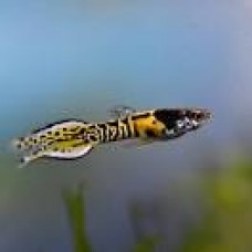 Tiger Endler Guppy 1-1.5cm