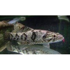 Hoplias Malabaricus 12-14cm
