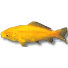 Lemon Yellow Goldfish 8-10cm
