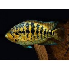 Yellow Jacket Cichlid 5-6cm