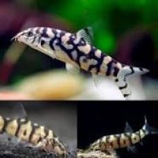 Yo-Yo Loach 5-6cm