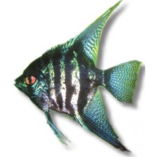 Zebra Angelfish 3.5-4cm