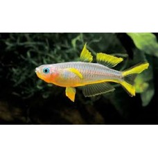 Blue Eye Forktail Rainbowfish 1-2cm