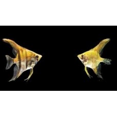 Gold Zebra Angelfish 3-4cm