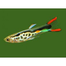 Green Snakeskin Endler Guppy 1-1.5cm