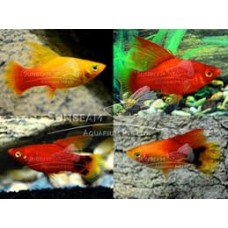 Assorted Hi-fin Platy 3-4cm