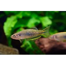 Hikari Danio 4cm