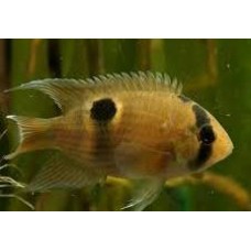 Keyhole Cichlid XL