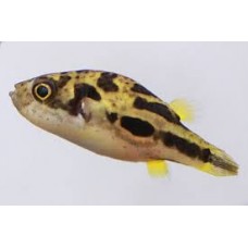 Dwarf Indian Pufferfish 1.5-2cm