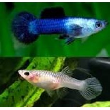 Grade A Panda Guppy (Pairs)