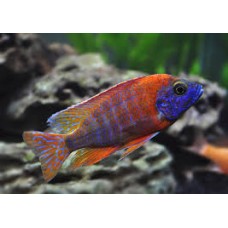 Ruby Red Aulonocara 9-10cm