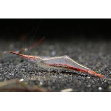 Red Nose Shrimp 2-3cm