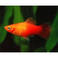 Sunset Platy 3-4cm