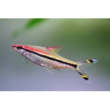 Redline Torpedo Barb 5-6cm