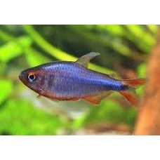 Blue Berry Tetra "Wadai" 3-4cm