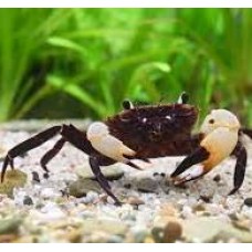 White Clawed Towuti Crab 3-4cm