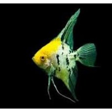 Yellow Head Angelfish 5-6cm