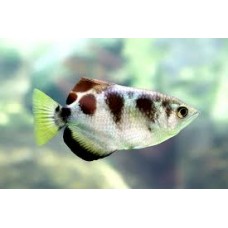 Silver Banded Archerfish 6-7cm