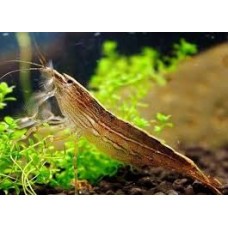 Bamboo Shrimp 5-6cm