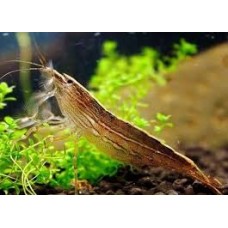 Bamboo Shrimp-Large