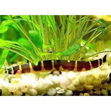 Banded Sand Loach 4-5cm