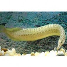 Barred Spiny Eel 12cm