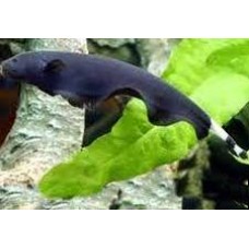 Black Ghost Knifefish 10-12cm
