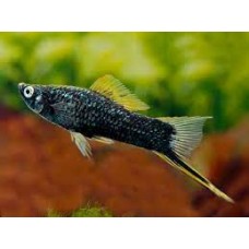 Black Tiger Swordtail XL