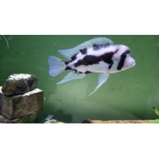 Black Widow Frontosa 12-16cm (Bonded Group x7)