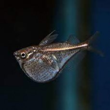 Black Wing Hatchet Fish 3-4cm