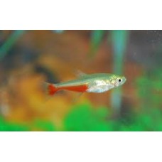 Rathbun Bloodfin Tetra 2-3cm