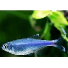 Blue Cochu Tetra 2.5-3cm