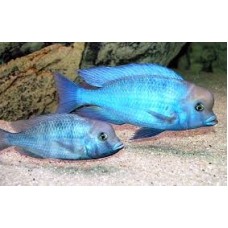 Haplochromis Moorii 7cm