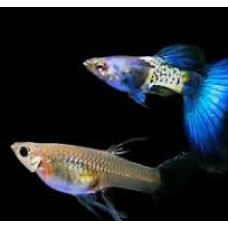Grade A Blue Lace Guppy (Pairs)