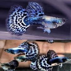  Blue Mosaic Male Guppy 3-4cm