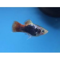 Blue Neon Platy 3-4cm