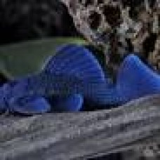 Blue Panaque Pleco L239 9-12cm